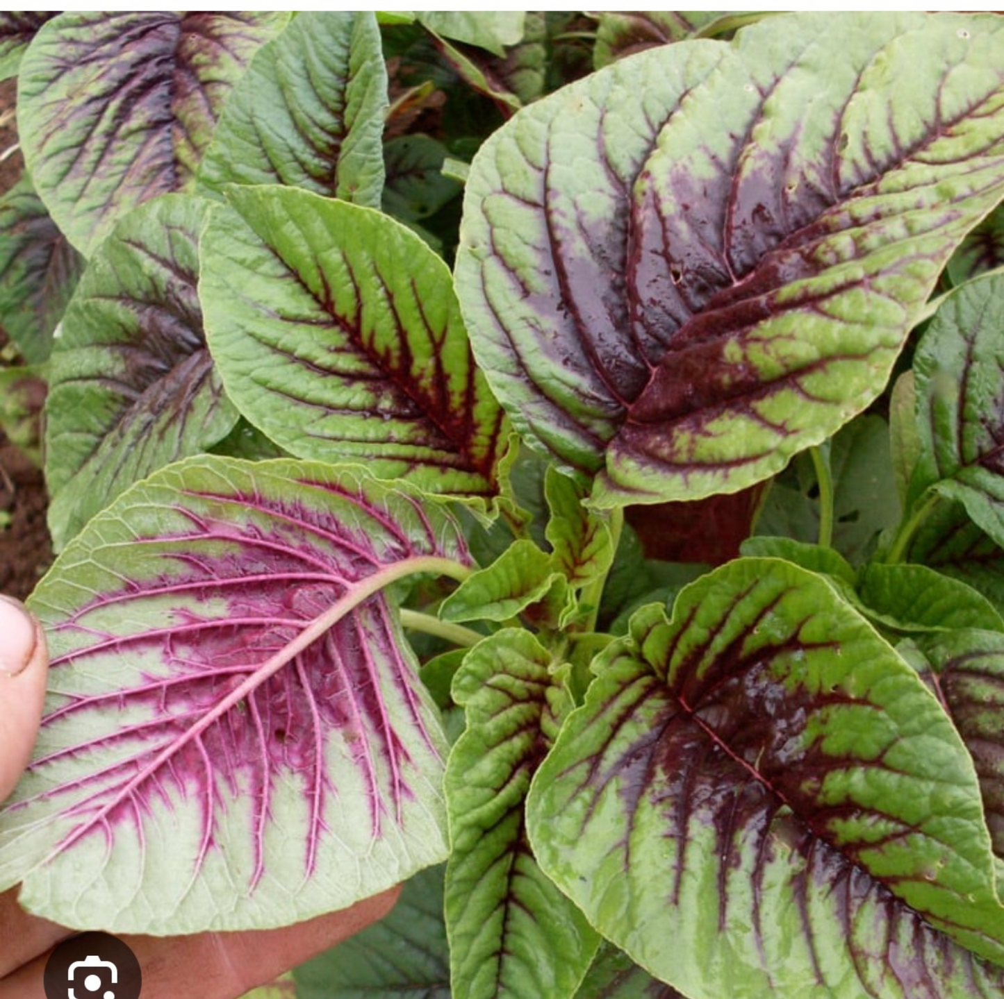Amaranth leaves 1 bunch