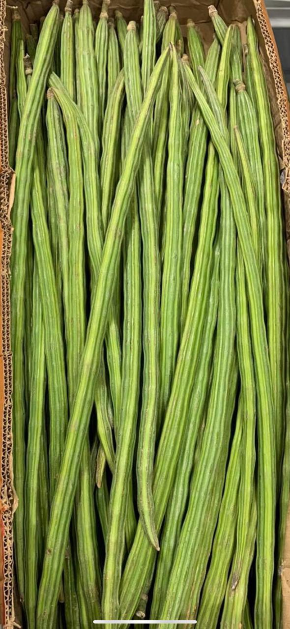 Fresh Indian moringa / Drumstick 1 pc
