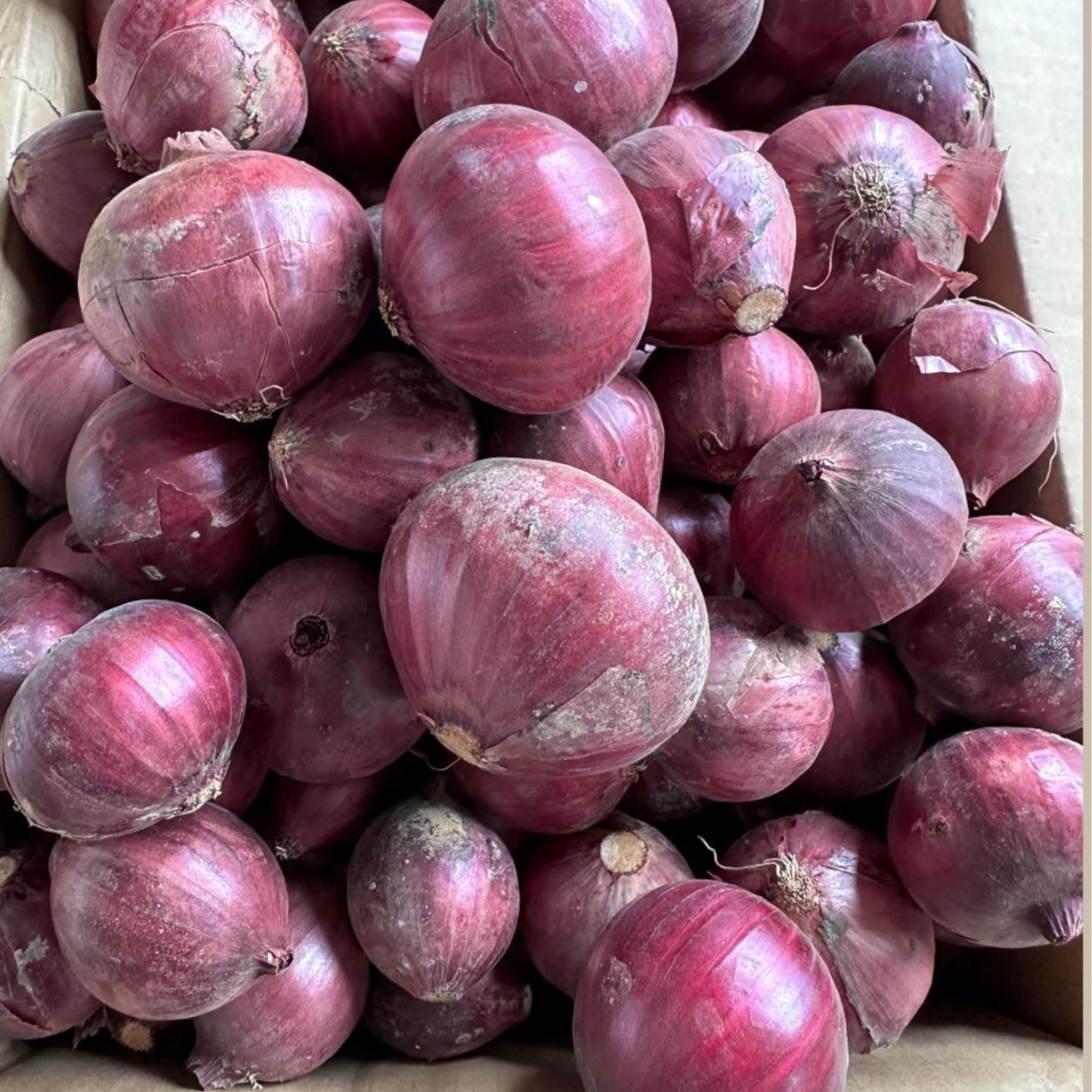 Red Onion M Size