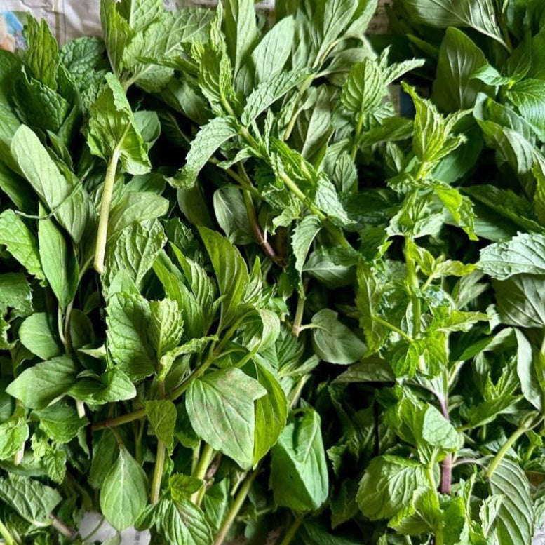 Fresh Mint