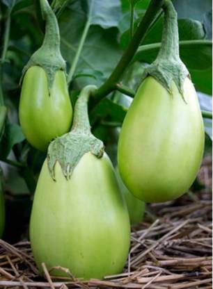 Green Brinjal 250 gm
