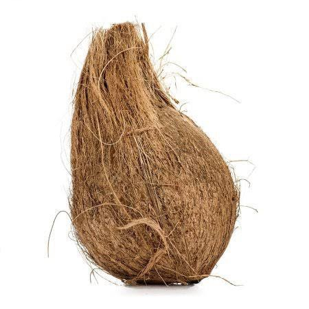 Indian Coconut 1 pc Large