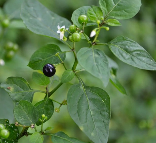 Manathakali keerai/Black night shade 1 bunch