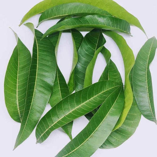 Mango leaves 1 bunch