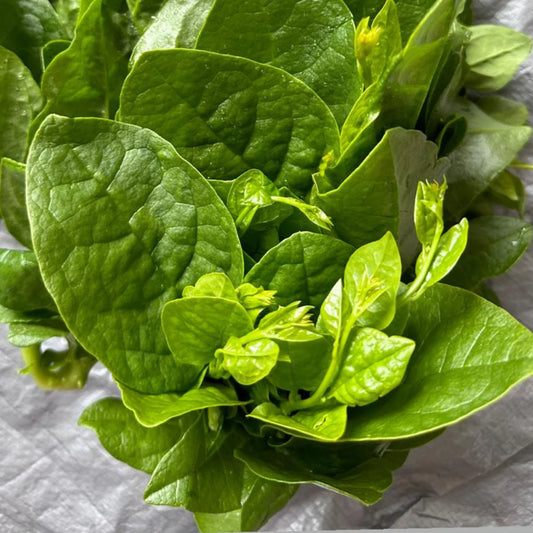 Malabar Spinach (Pasala Keerai) 1 Pack