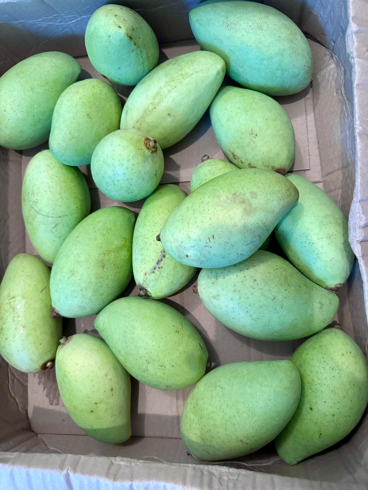 Raw mango/ Green Mango 1 pc
